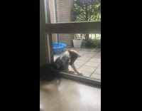 Puppy dog outside watches black cat inside