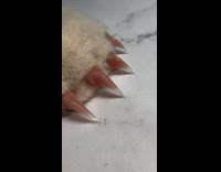 Submitter shows cat claws with nail polish