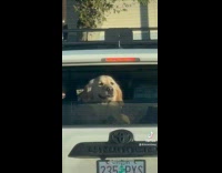 Collab Clips MPUGC - Friends amused by dogs on car in front