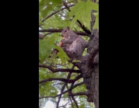Squirrel on top of tree eating pizza part 2