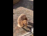 Collab BitchMP - Dog biting on tail goes outside 