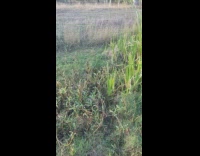 Two snakes fight on grass kid talks