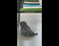 Dog sits in backyard near pool