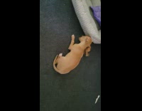 Pet puppy chews hard on the dog teether