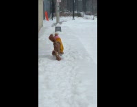 Dog mustard sweater walks  in the snow