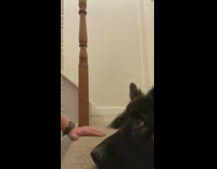 Girl kisses dog multiple times stair landing