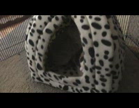 Cat and two chinchillas inside hut bed 