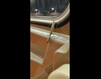 Upside down grasshopper on window 