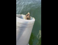 Duck sit on hole back of boat