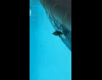 Small turtle float on swimming pool scream