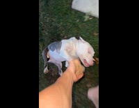 Man drags pet dog inside the house