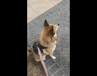Brown Dog On Pink Leash Growls and Whines 
