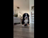 Puppy pushes down camera
