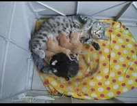 Grey cat nurses seven kittens yellow blanket