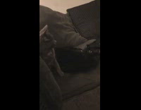 Black cat grabs and bites other cat