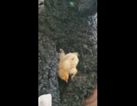 Black curly dog with small bird chick