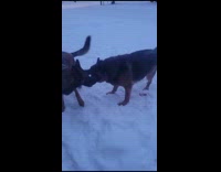 Two dogs plays around loves the snow