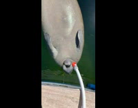 Collab BitchMP - Manatee upside down drinking from hose