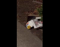 Squirrel inside the pizza box runs away