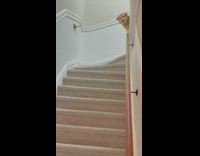 Dog peek and wait from the stairs