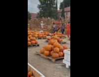 Woman in white long-sleeved crop top kisses pumpkin Part 2