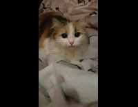 Cat on blanket pounce towards the camera