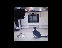 Cat fails to climb stool chair 