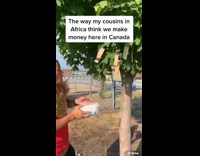 Red shirt guy picks money off tree 