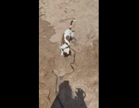 Pet dog on a leash roll around the beach sand
