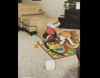 Collab KaleSaladIG - Baby red shirt rolls down ramp and rolls over dog on the floor