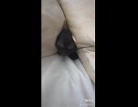 Black cat head couch cushion meows back 