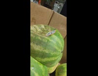 Guy squeezes soft watermelon and water squirts out
