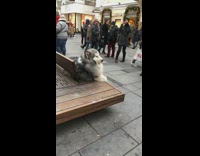 Big fluffy husky on bench chilling