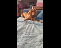 Dog gets zoomies after chewing on hoof