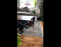 Black labrador dog runs from blue toy