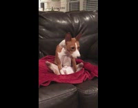 Brown and White Dog Sits Up On Red Blanket Couch With Legs Spread
