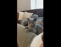 Grey kitten sits with paws on leg