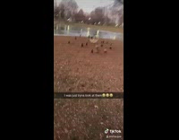 ducks running towards guy beanie
