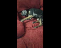 Dog lie down on couch and scratches