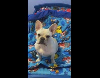 Woman records her moms white french bulldog sitting in a bed