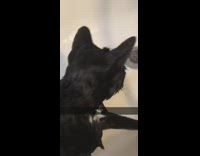 Wet black cat takes bath