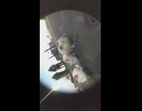 White rat rides skateboard down neighborhood 