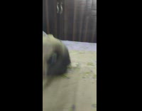 Pug runs around on bed 