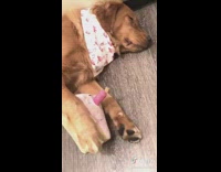 Golden retriever dog just kid pink cake 