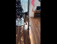Submitter throws money to dog pole dancing