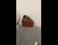 Tabby kitten peek and gets out of basket