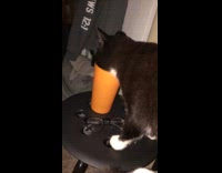 Outdoor cat sneaks in to drink water