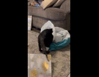 Black white cat check inside plastic bag