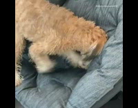 Wet brown dog digs blue chair 