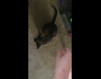 Guy touch cat jump and grab hand